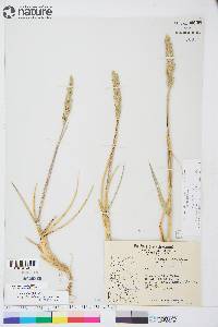 Leymus mollis subsp. villosissimus image