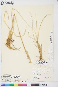 Leymus mollis subsp. villosissimus image