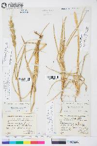 Leymus mollis subsp. villosissimus image