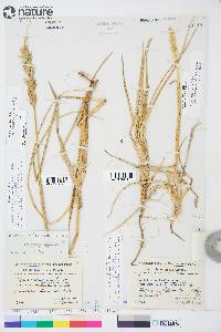 Leymus mollis subsp. villosissimus image