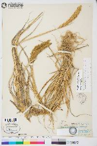 Leymus mollis subsp. villosissimus image