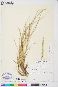 Leymus mollis subsp. villosissimus image