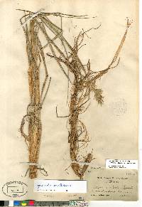 Leymus mollis subsp. villosissimus image