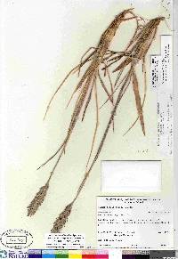 Leymus mollis subsp. villosissimus image