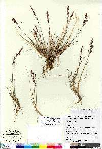 Poa hartzii image