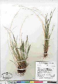 Poa glauca image