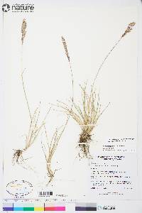 Poa ammophila image