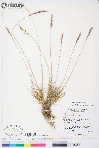 Poa ammophila image