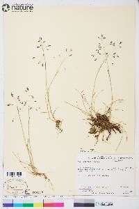 Poa arctica image