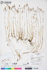 Poa arctica image