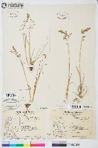 Poa arctica image