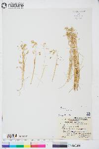 Poa arctica image