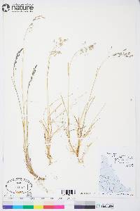 Poa arctica image