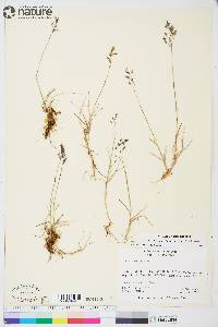 Poa arctica image