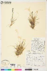 Poa arctica image