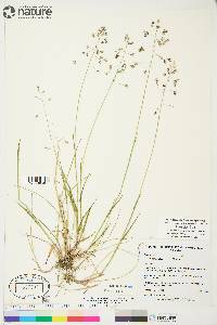 Poa arctica image