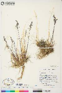 Poa arctica image