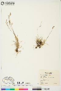 Poa arctica subsp. caespitans image