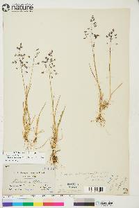 Poa arctica subsp. caespitans image