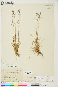 Poa arctica image