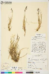 Poa arctica subsp. caespitans image