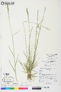 Poa glauca subsp. glauca image