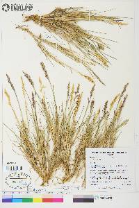 Poa hartzii image