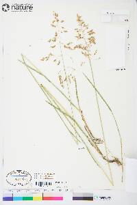 Poa pratensis subsp. alpigena image