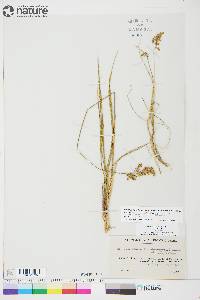 Anthoxanthum hirtum subsp. arcticum image