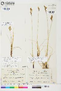 Anthoxanthum monticola image