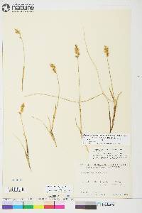 Anthoxanthum monticola subsp. alpinum image