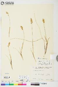 Anthoxanthum monticola subsp. alpinum image