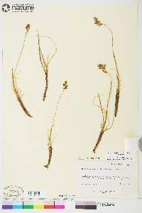 Anthoxanthum monticola image