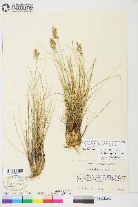 Anthoxanthum monticola subsp. alpinum image