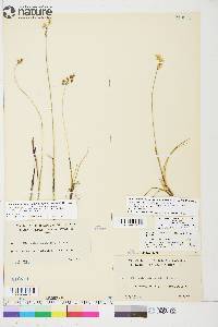 Anthoxanthum monticola image