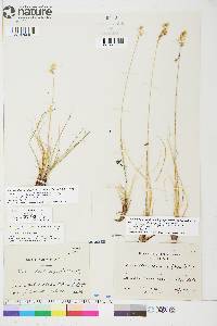 Anthoxanthum monticola image