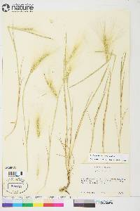 Hordeum jubatum subsp. jubatum image