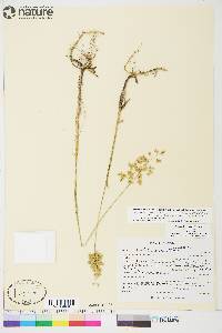 Anthoxanthum nitens subsp. nitens image