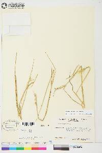 Hordeum jubatum subsp. jubatum image