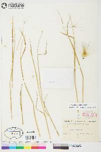 Hordeum jubatum subsp. jubatum image