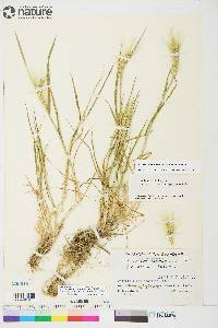 Hordeum jubatum subsp. intermedium image