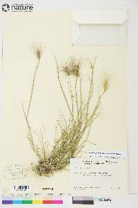 Hordeum jubatum subsp. intermedium image