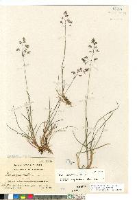 Poa arctica subsp. arctica image