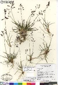 Poa arctica subsp. arctica image