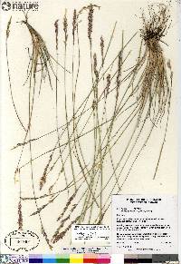 Poa ammophila image