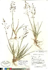 Poa arctica subsp. caespitans image