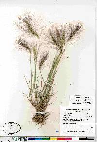 Hordeum jubatum subsp. jubatum image