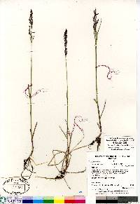 Poa pratensis subsp. alpigena image