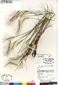 Hordeum jubatum subsp. jubatum image