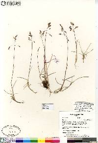 Poa arctica image